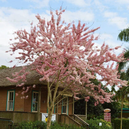 Cassia nodosa Tree - B252