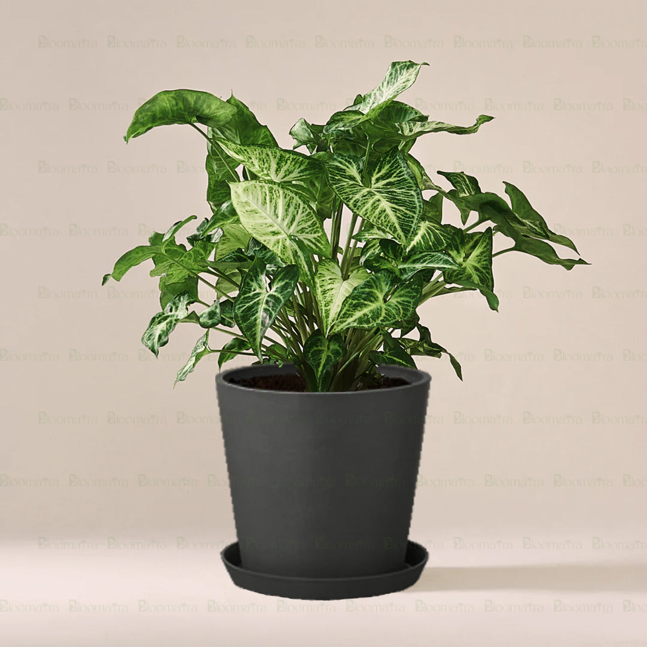 Syngonium podophyllum plant - B56