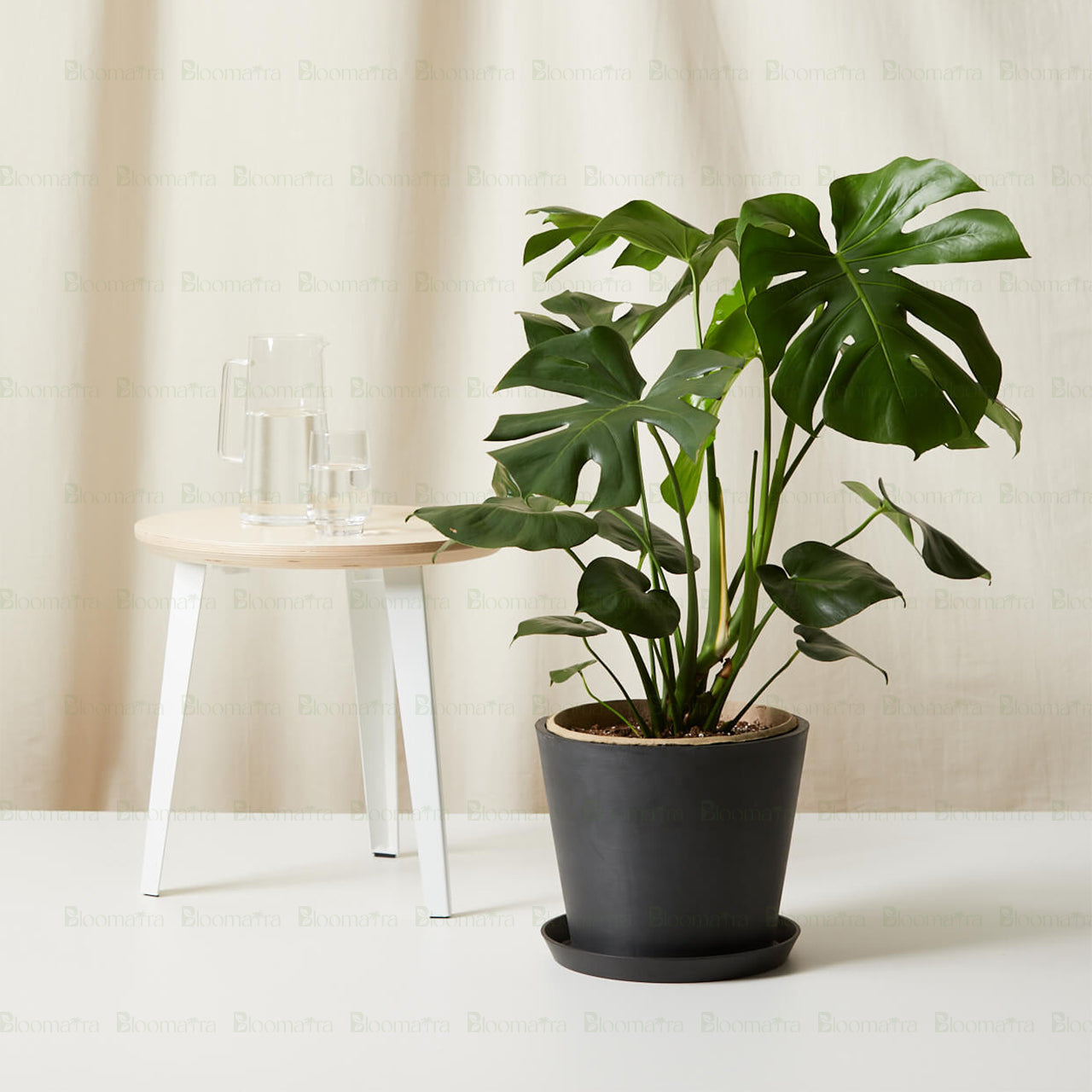 Monstera Deliciosa Plant - B64