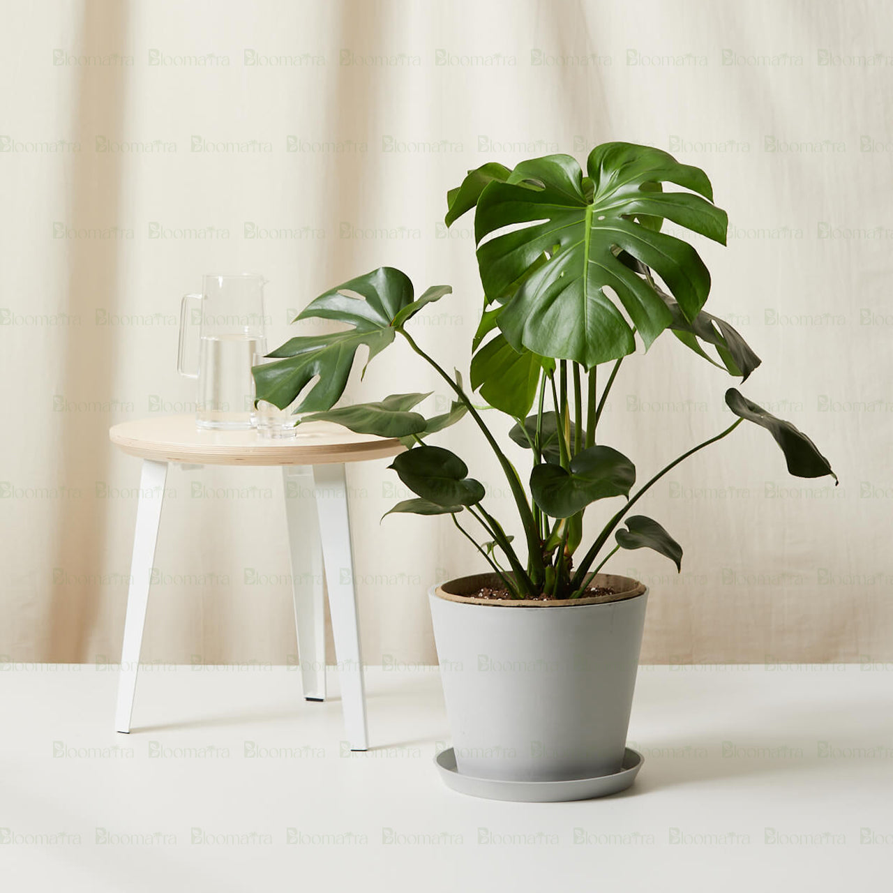 Monstera Deliciosa Plant - B64